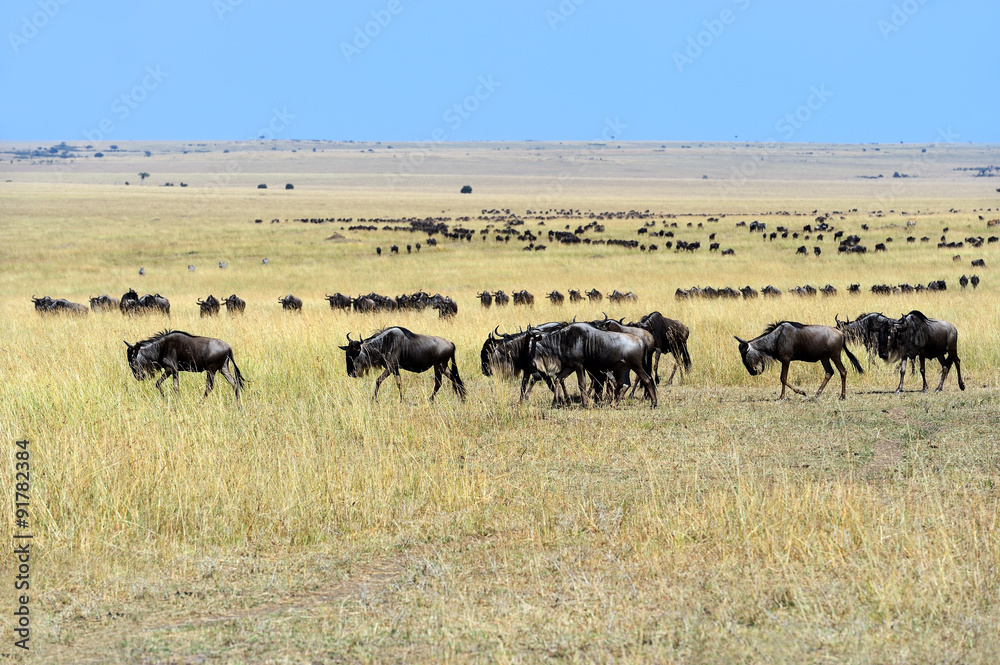 Masai Mara wildebeest Masai Mara wildebeest