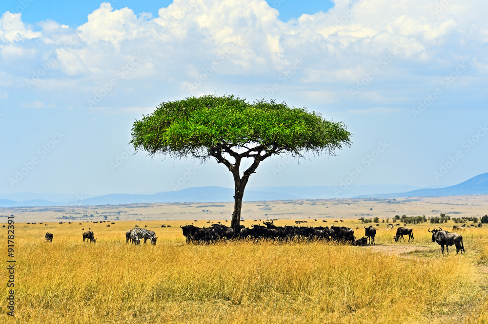 Masai Mara wildebeest