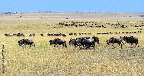 Masai Mara wildebeest © kyslynskyy