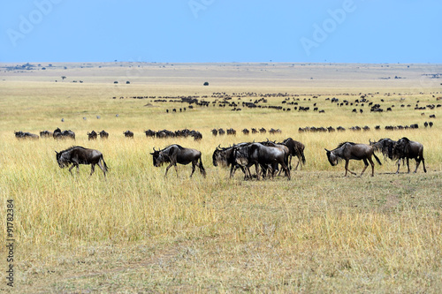Masai Mara wildebeest