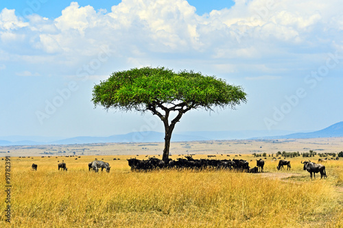 Obraz na płótnie Masai Mara wildebeest w salonie