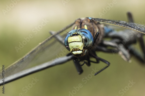 horizontal close up head shot of a colorful dragonfly perched on a wire fence with a green blurred background with room for text. © nat2851terry