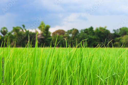 The paddy field near the community forest use as background