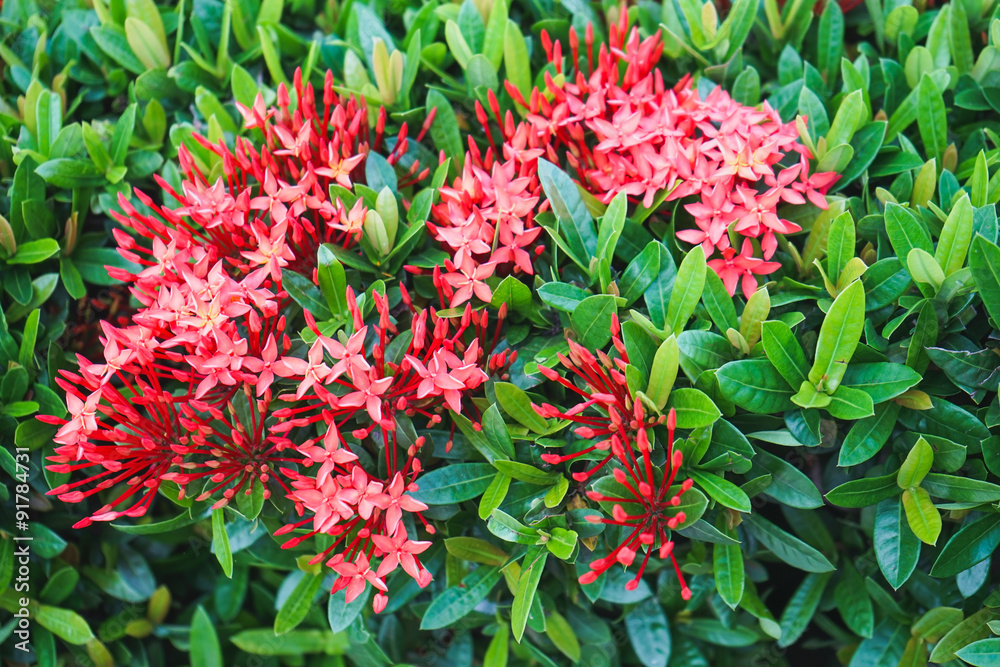 Ixora flower.