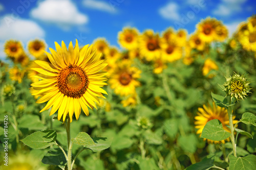 Fototapeta Naklejka Na Ścianę i Meble -  sunflower field over cloudy blue sky and bright sun lights