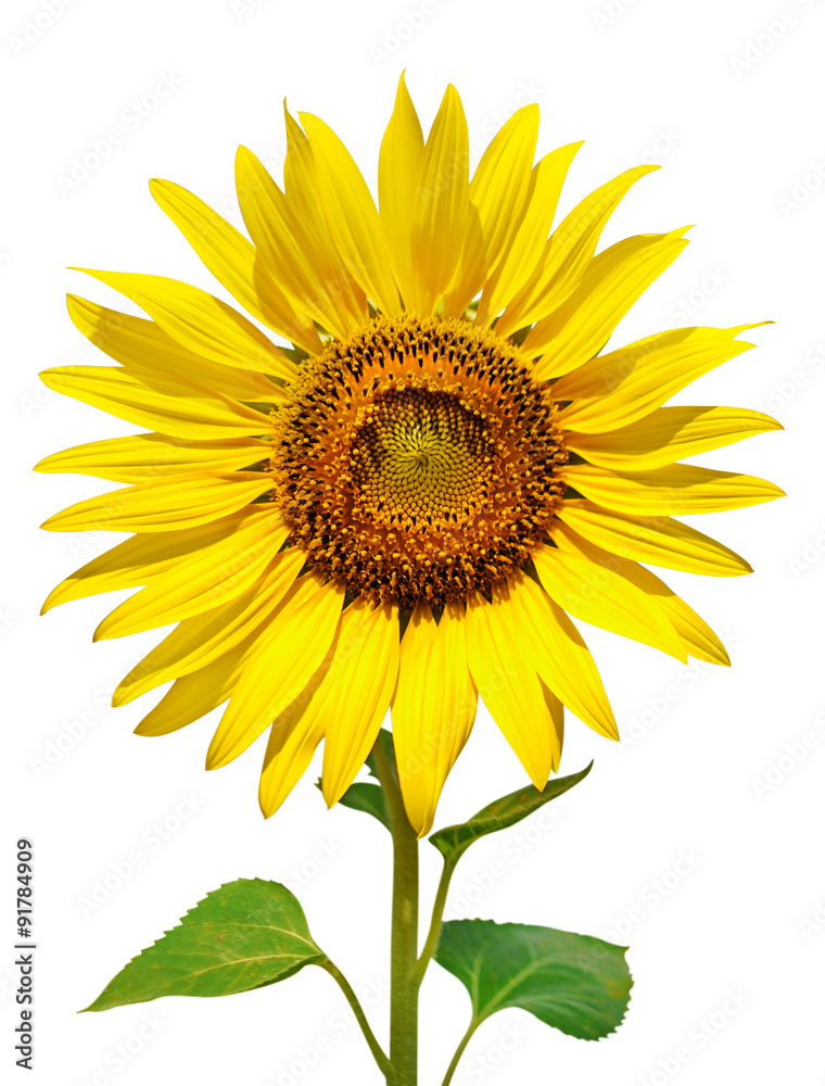 Obraz premium Yellow sunflower and blue sky
