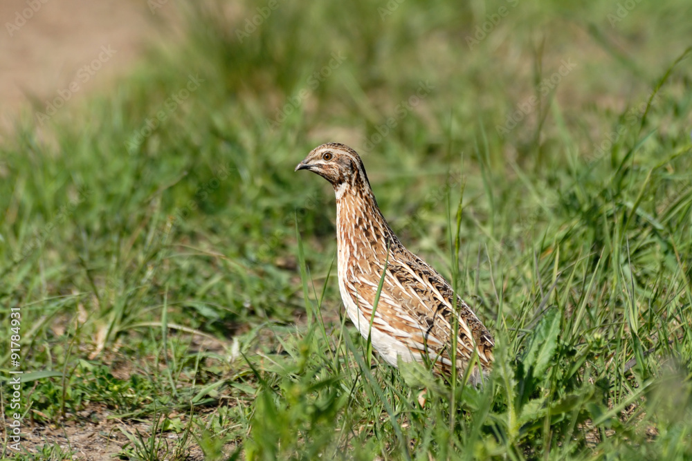 Quail at summer meadow Quail at summer meadow