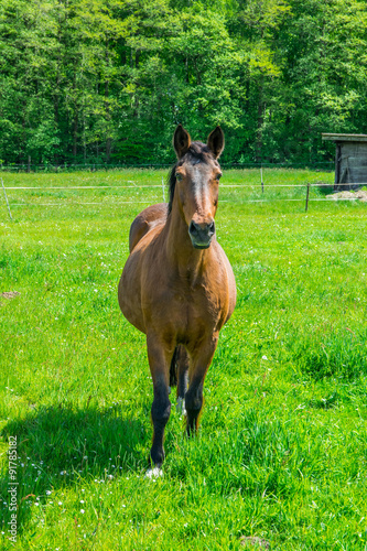 Horse on nature. Portrait of a horse  brown horse