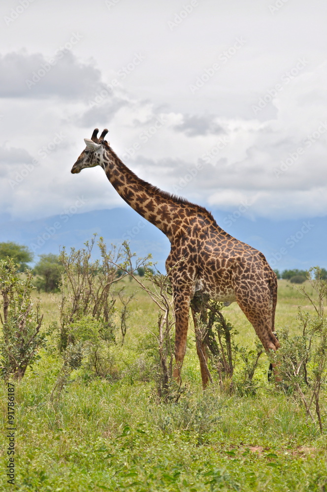 Fototapeta premium Girafe, Afrique