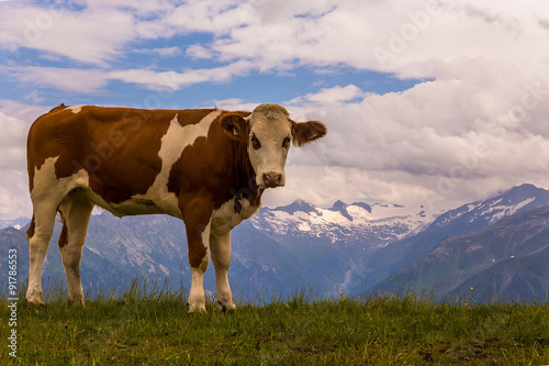 Alpinkuh, cow in Alpen, Austria