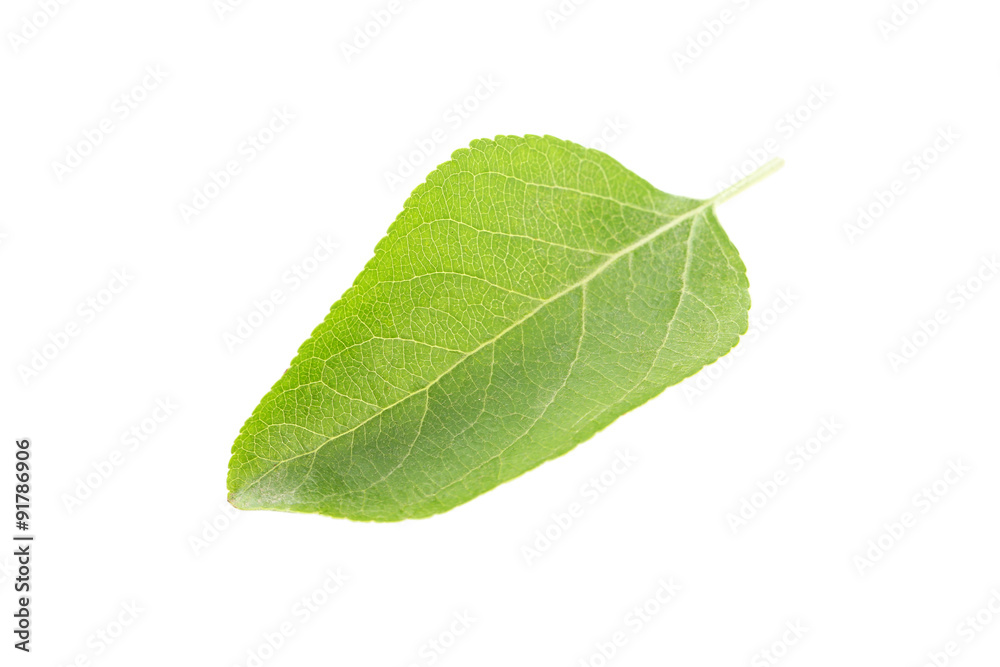 Green leaf isolated on a white Green leaf isolated on a white