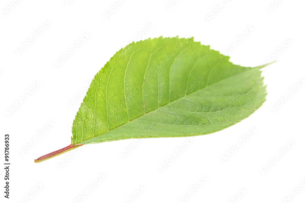 Fototapeta premium Green leaf isolated on a white