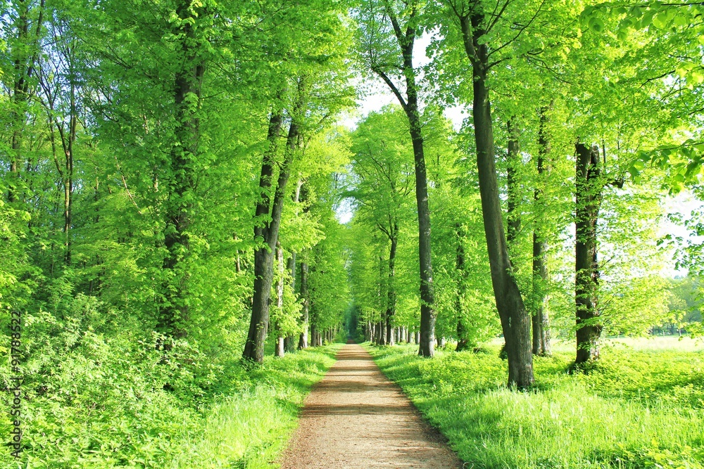 Obraz premium Traumhafter Waldweg