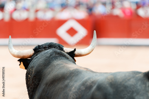 Tableau sur toile Toros