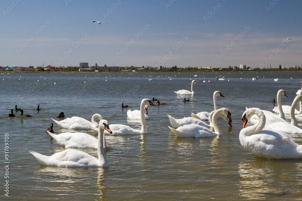 White swans and other birds on the pond