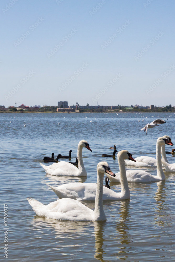 White swans and other birds on the pond