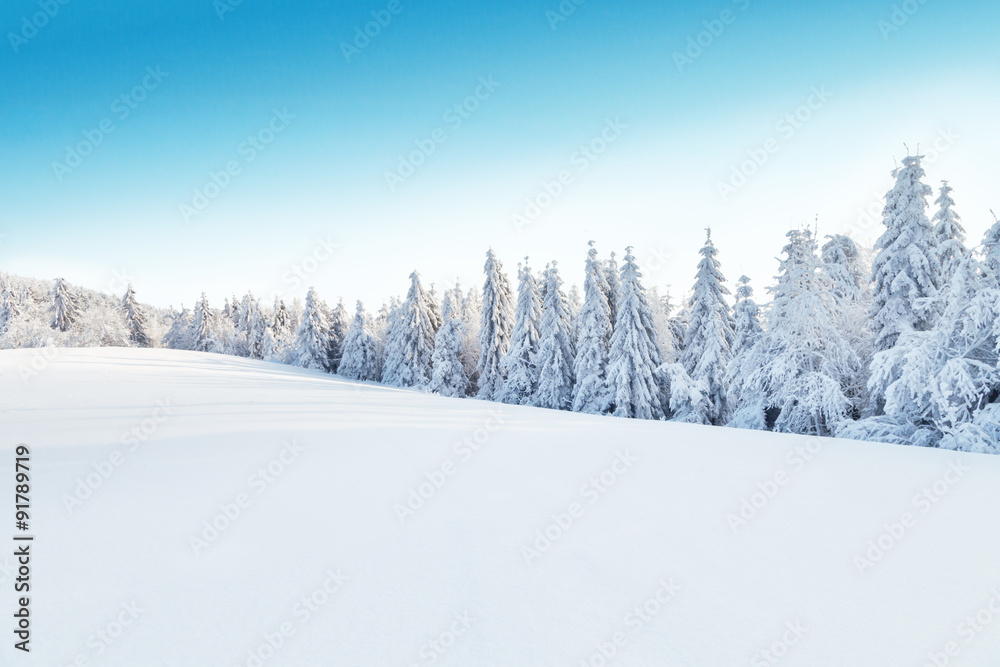 Fototapeta Winter snowy landscape