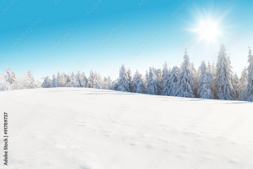 Fototapeta premium Winter snowy landscape