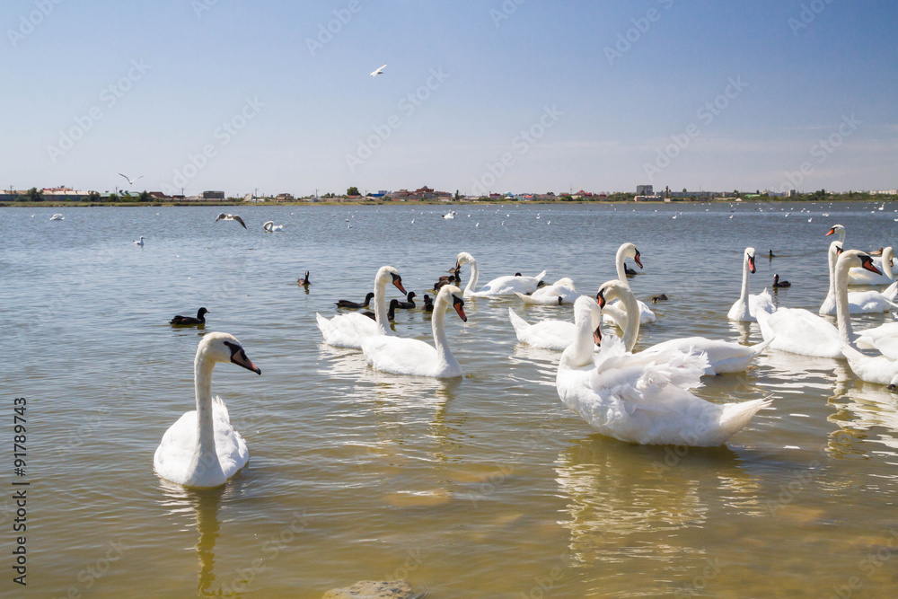 White swans and other birds on the pond