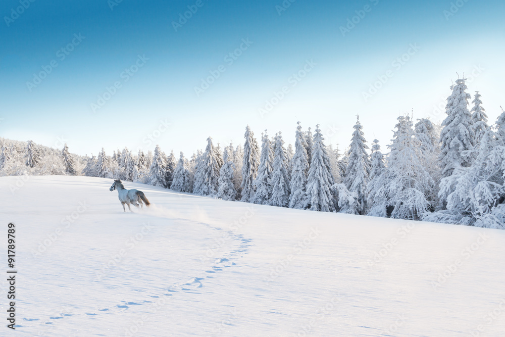 Naklejka premium White horse running in winter landscape