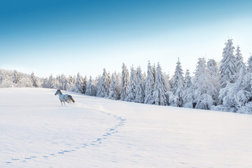 White horse running in winter landscape