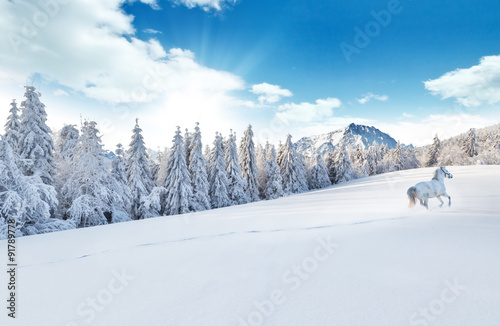 White horse running in winter landscape