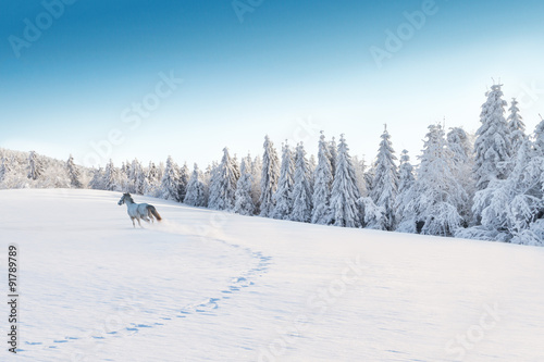 White horse running in winter landscape