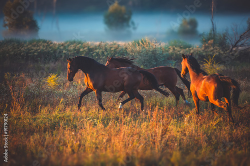 Fototapeta Naklejka Na Ścianę i Meble -  horse