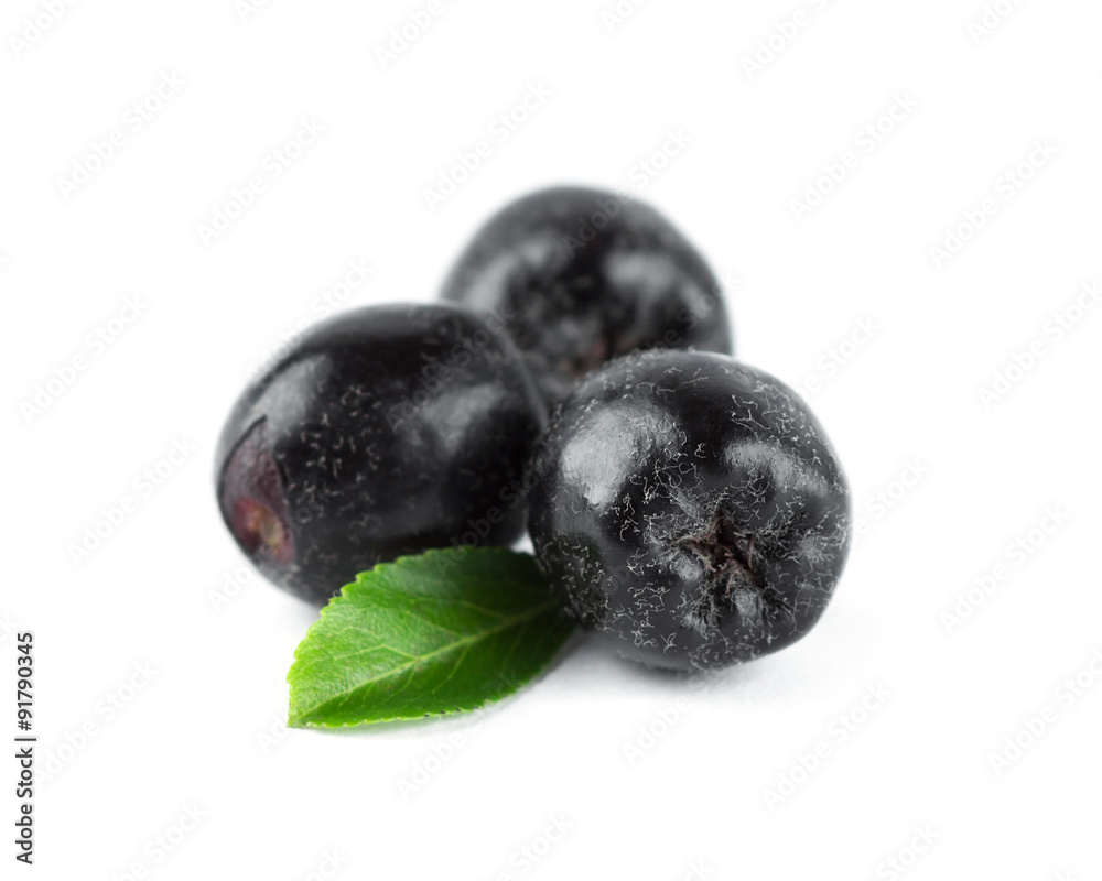 Fresh ripe chokeberry Fresh ripe chokeberry