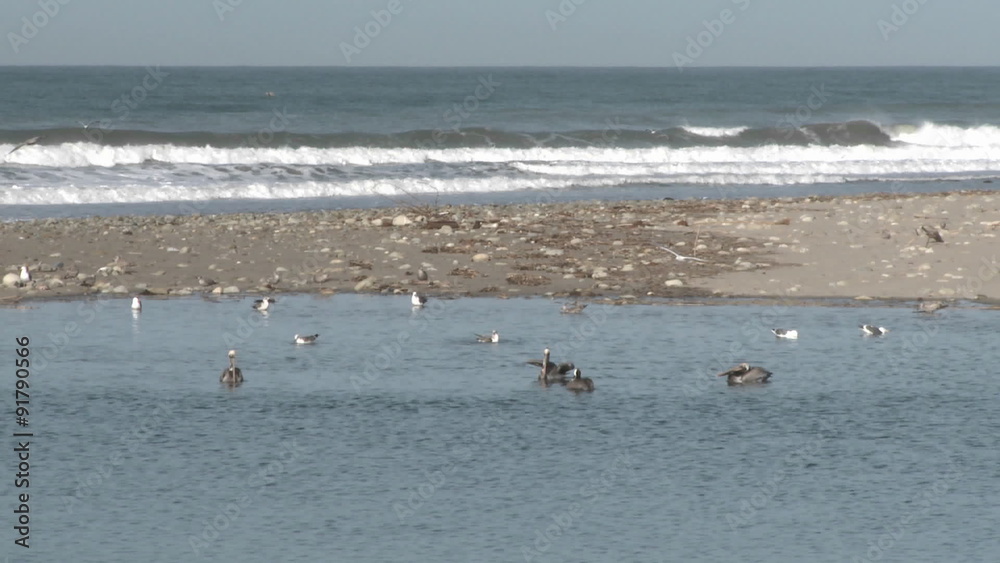 Brown pelican and seagulls in the Ventura River Estuary at Surfers Point beach in Ventura, California. Brown pelican and seagulls in the Ventura River Estuary at Surfers Point beach in Ventura, California.