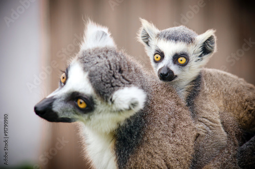 lemur  © Roman Pyshchyk
