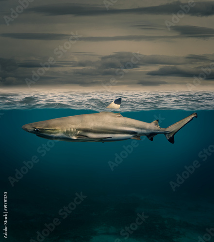 shark with fin above water