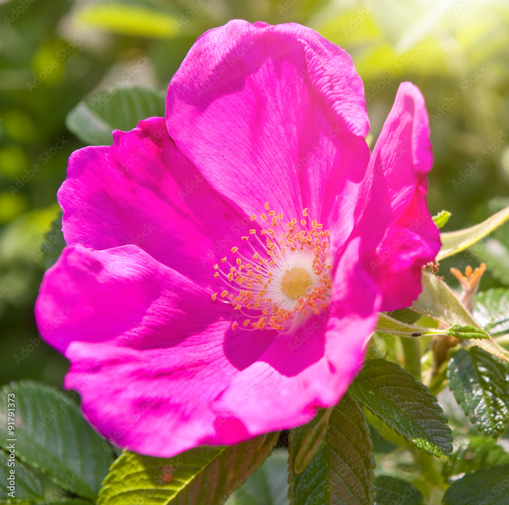 Red wild rose in the forest