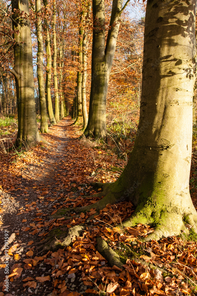 Wanderweg im Herbst Wanderweg im Herbst