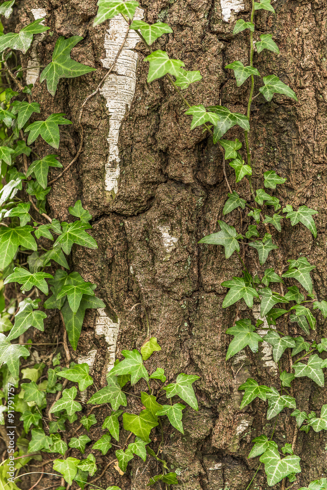 bark, tree, e deciduous tree, ivy, green, plant, nature, leaf bark, tree, e deciduous tree, ivy, green, plant, nature, leaf