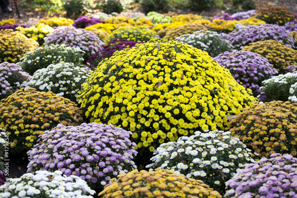 flowerbed made from colorful chrysanthemums