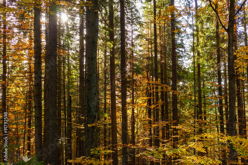 Read and yellow autumn forest