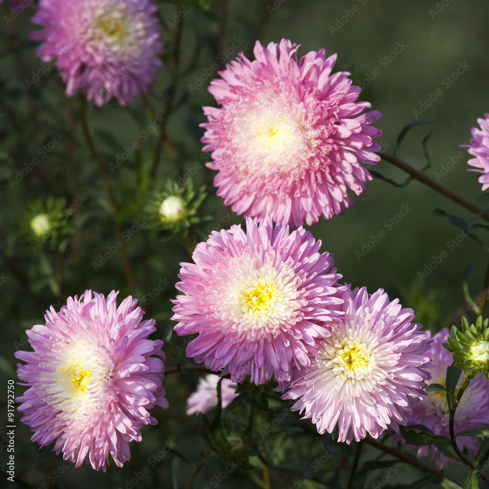 Fluffy pink asters on the field. Selective focus Fluffy pink asters on the field. Selective focus