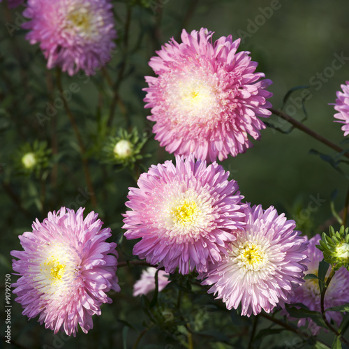 Fluffy pink asters on the field. Selective focus