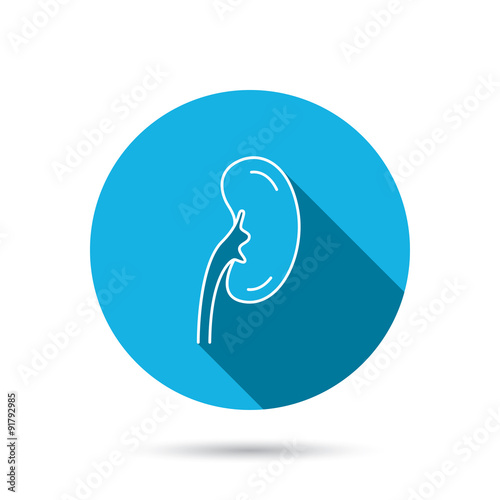 Kidney icon. Transplantation organ sign.