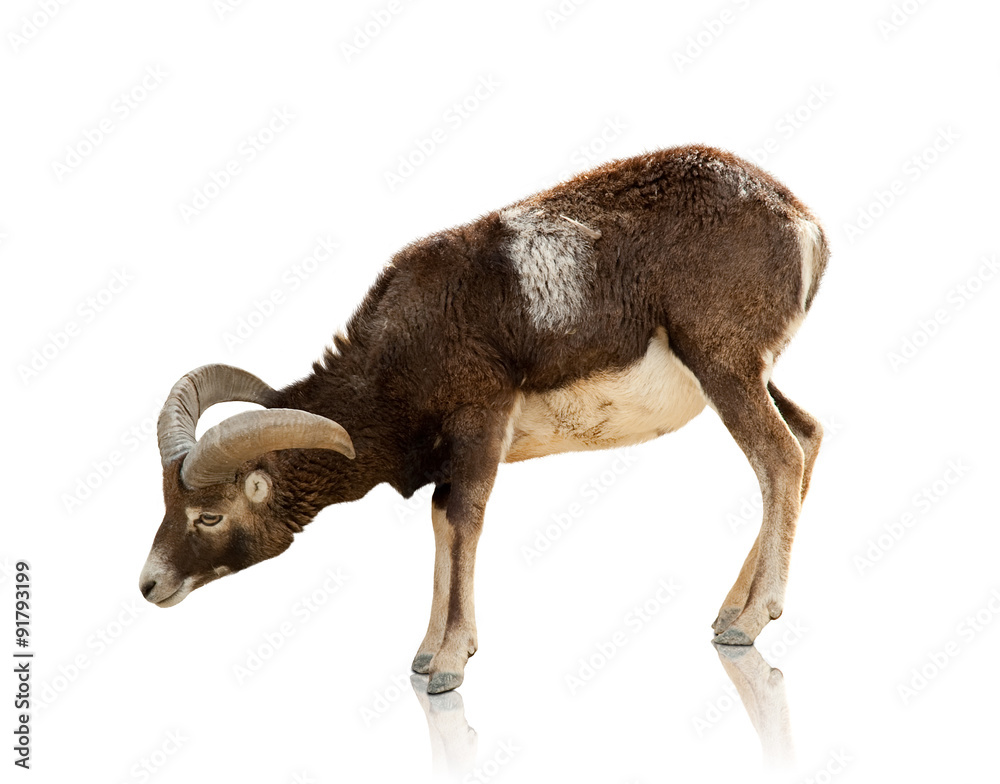 Obraz premium goat on white background