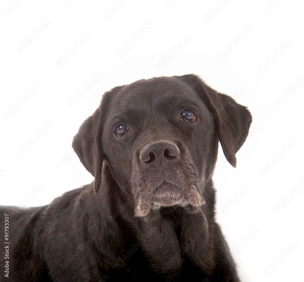 Schwarzer Labrador