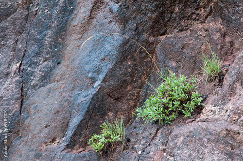 Dark wet rock with plants growing in Colorado Rocky Mountains