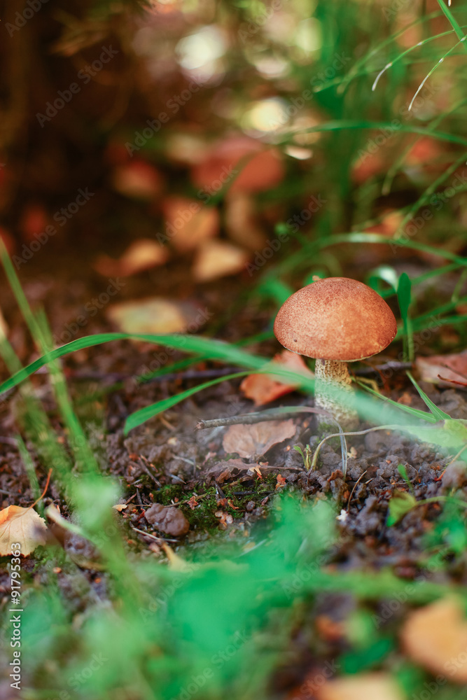 Mushroom.