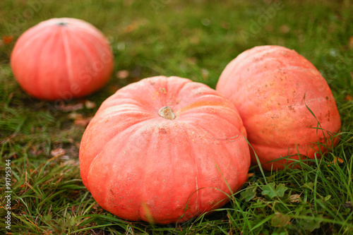 Pumpkins.