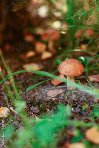 Mushroom. © EduardSV
