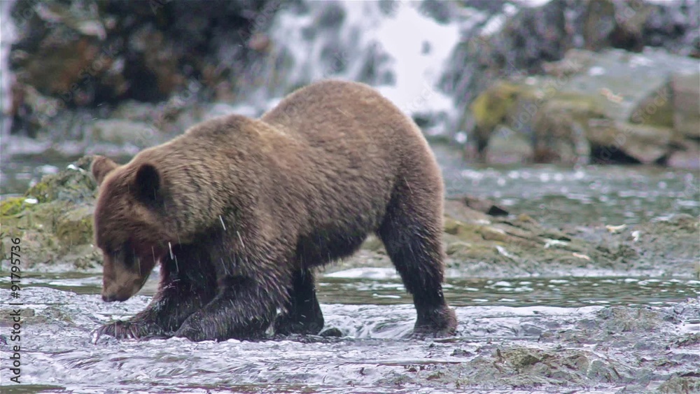 Brown Bear catching a salmon at Pavlof River flowing into Freshwater Bay in Pavlof Harbor on Baranof Island in Southeast Alaska.