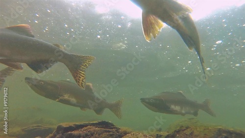 Underwater school of 

salmon and fry swimming at Lake Eva on Baranof Island in Alaska. photo