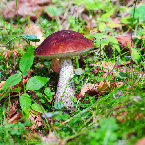 Birch Bolete (Leccinum scabrum) Mushroom in Autumn Forest