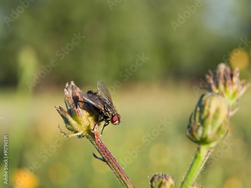 ordinary flesh fly (Sarcophaga carnaria) photo